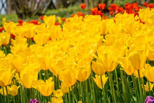 The high contrast of yellow tulips garden