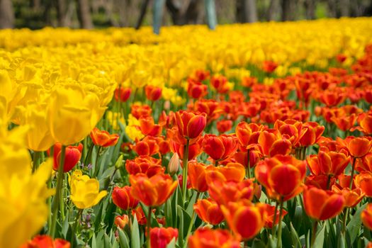 The high contrast of yellow and orange tulips garden