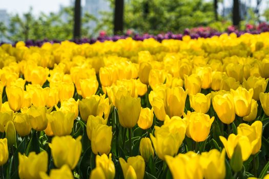 the high contrast of yellow tulips garden