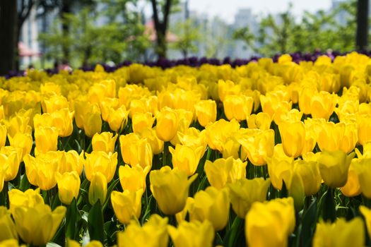 the high contrast of yellow tulips garden