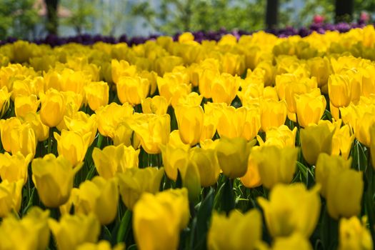 the high contrast of yellow tulips garden
