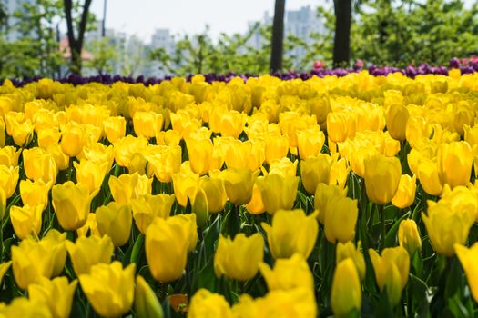 the high contrast of yellow tulips garden