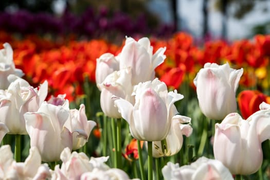 Close up the white-pink tulip on the sunny day