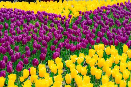 The high contrast of purple and yellow tulips garden