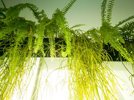 green leaf of fern on the rack overhead