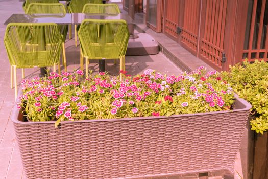 jumbo flower pot with outdoor table and green chairs