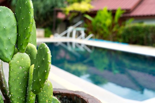 the Prickly Pear cactus in the pot beside the pool