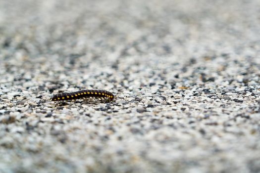 closeup a small insect walking alone on the blur gravel surface