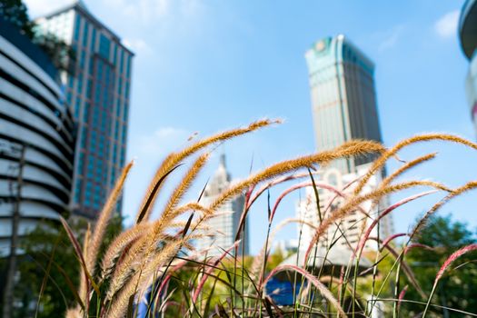 closeup grass meadow with blur city view background