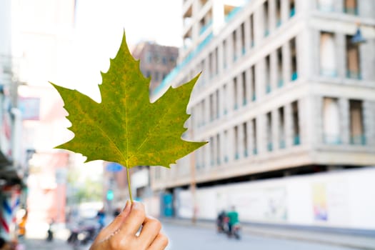 the green maple leaf in the hand with blur city life background