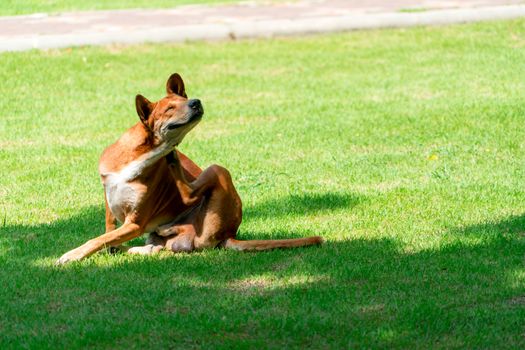 portrait of brown dog on the green field, nature dog pose