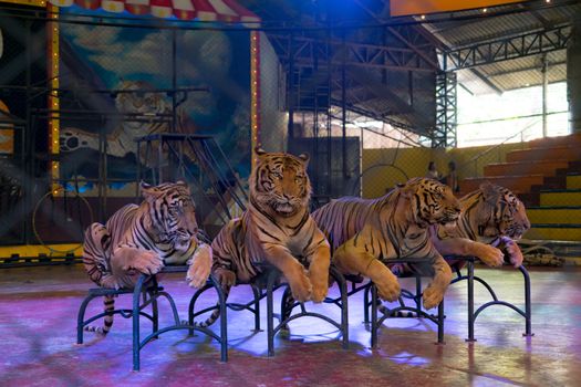 Siracha zoo Chonburi, Thailand Sep, 2017 : Tiger laying down waiting for a show