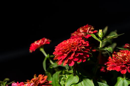 close up the beautiful red flower on black background, retro dark style