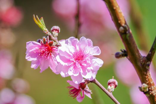 Spring time with beautiful cherry blossoms, pink sakura flowers.
