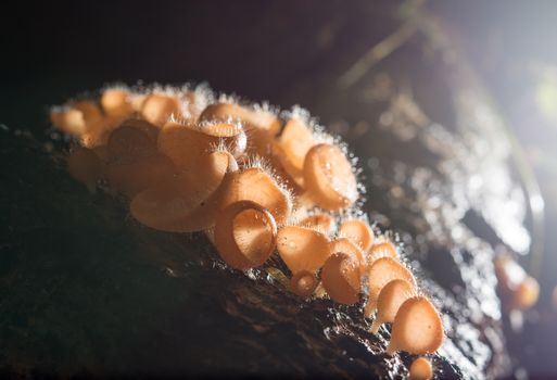 Mushroom in the rain forest among the fallen leaves and bark