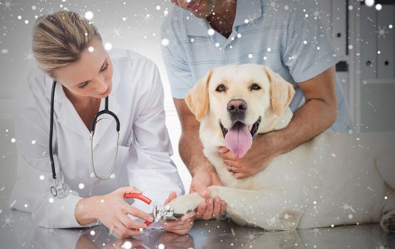 Dog getting claws trimmed by female vet against snow