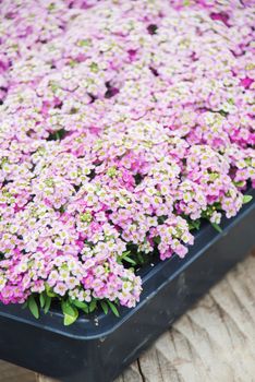 Alyssum flowers. Alyssum in sweet colors. Alyssum in a black tray on wood table, in a dense grounding in a greenhouse.