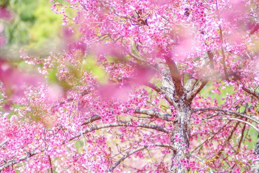 Spring time with beautiful cherry blossoms, pink sakura flowers.
