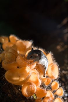 Mushroom in the rain forest among the fallen leaves and bark with the rat
