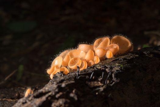 Mushroom in the rain forest among the fallen leaves and bark