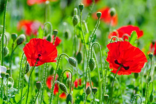 Poppies flowering Latin papaver rhoeas with the light behind