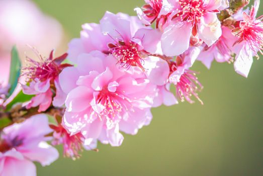 Spring time with beautiful cherry blossoms, pink sakura flowers.
