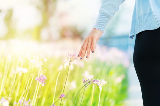 Women and flowers in the field. women hand touching the purple flower with copy space