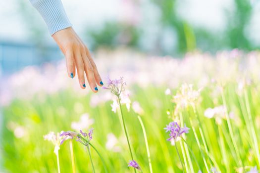 Women and flowers in the field. women hand touching the purple flower with copy space