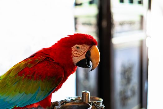 colorful parrot red scarlet macaw, Colorful bird perching on branch with white background