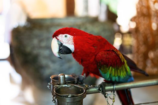 colorful parrot red scarlet macaw, Colorful bird perching on branch with white background