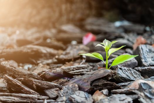 little new life tree grow on the rock, strong and development concept