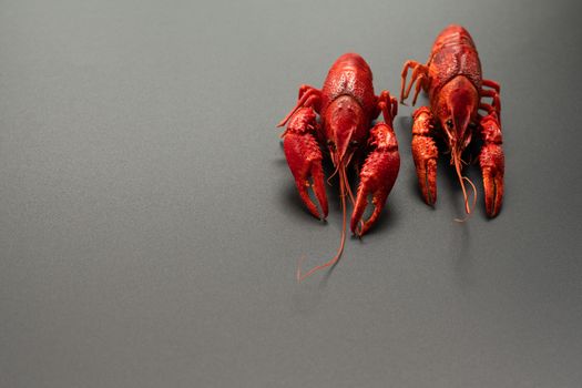 Crayfish red, Baby Lobster portrait on black background