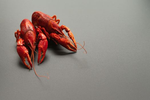 Crayfish red, Baby Lobster portrait on black background