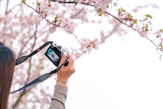 Beautiful cherry blossom sakura in spring time on woman hand holding DSLR camera