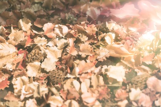 vintage backgrounds dry flower leaves on the ground with sunflare filter, vintage tone