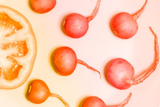 sperm swimming toward the egg concept,Human Sperm to Human Egg,crimson giant red radish and red tomato vegetable