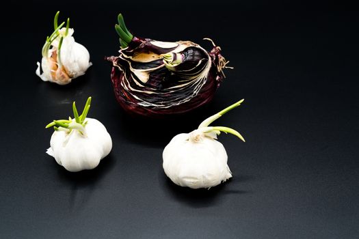 sapling of garlic and onion Shallot growing as New life, Organic Agriculture in Nature Concept - isolated