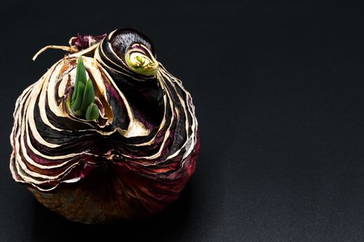 sapling of onion Shallot growing as New life, Organic Agriculture in Nature Concept - isolated