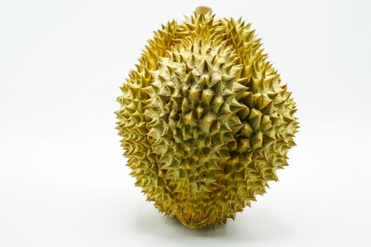 Fresh Cut Monthong Durian on white background,closeup view of Durian,Monthong Durian.Mon Thong.Beautiful Durian.Durian D158