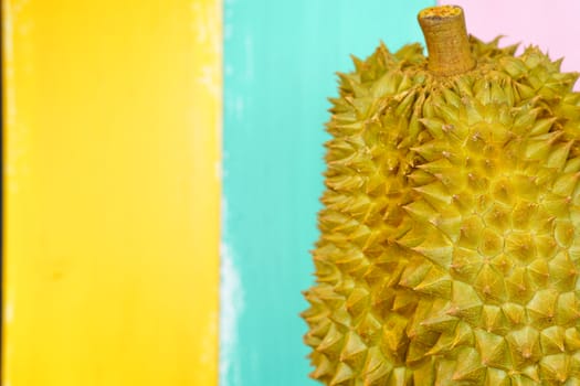 Fresh Cut Monthong Durian on colorful background,closeup view of Durian,Monthong Durian.Mon Thong.Beautiful Durian.Durian D158