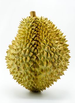 Fresh Cut Monthong Durian on white background,closeup view of Durian,Monthong Durian.Mon Thong.Beautiful Durian.Durian D158