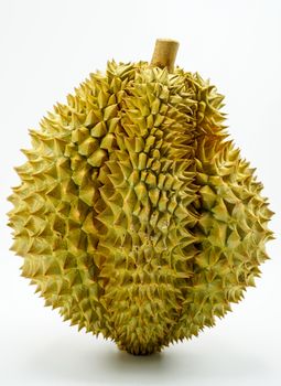 Fresh Cut Monthong Durian on white background,closeup view of Durian,Monthong Durian.Mon Thong.Beautiful Durian.Durian D158