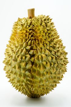 Fresh Cut Monthong Durian on white background,closeup view of Durian,Monthong Durian.Mon Thong.Beautiful Durian.Durian D158