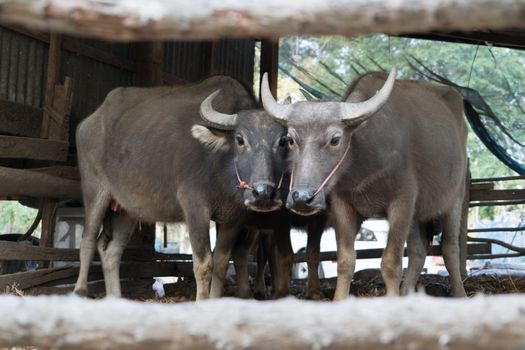 buffalo in the cattle pen portrait local Thailand buffalo cow in the morning scene
