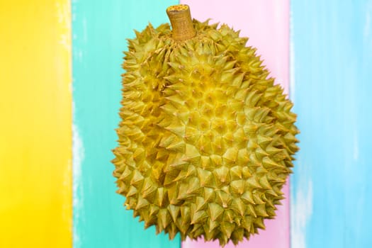 Fresh Cut Monthong Durian on colorful background,closeup view of Durian,Monthong Durian.Mon Thong.Beautiful Durian.Durian D158