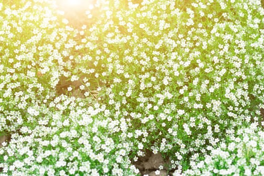 summer spring flower in the garden. field of meadow flower on the sunny day