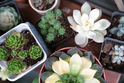 green cactus in the pot top view on the wooden table backgrounds. spring flower concept