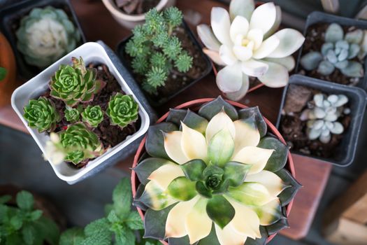green cactus in the pot top view on the wooden table backgrounds. spring flower concept
