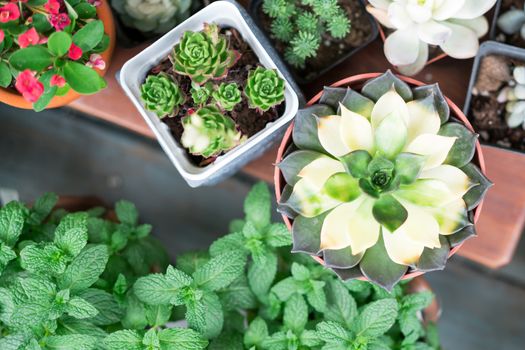 green cactus in the pot top view on the wooden table backgrounds. spring flower concept
