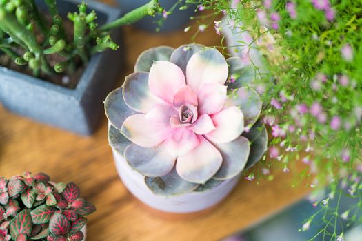 pastel cactus in the pot top view on the wooden table backgrounds. spring flower concept